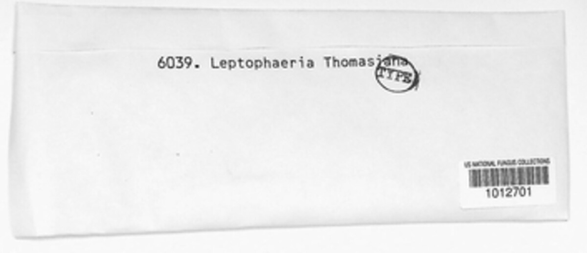Phaeosphaeria thomasiana image